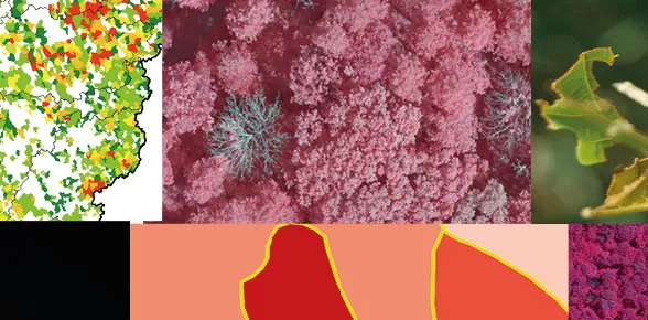 Atelier télédétection & santé des forêts